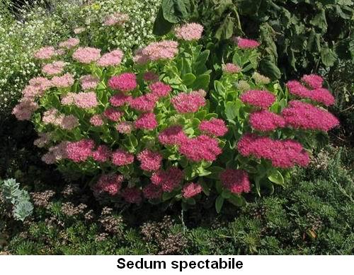 Sedum spectabile.jpg